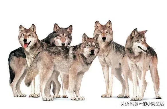 澳洲野犬分布在中国:小时村子周围狼很多，下午就不敢到地里去，现在为什么见不到了？