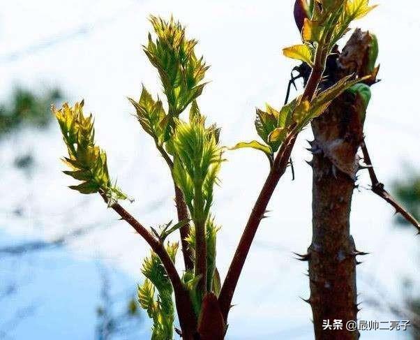 头条问答 刺老芽这种野菜 如何大面积人工种植 前景怎么样 12个回答