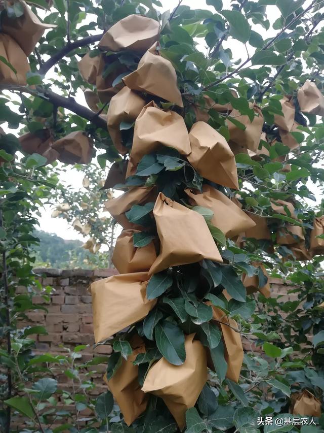 水果大战害虫:有些水果外面完好无损，里面的虫子是怎么“长”出来的？