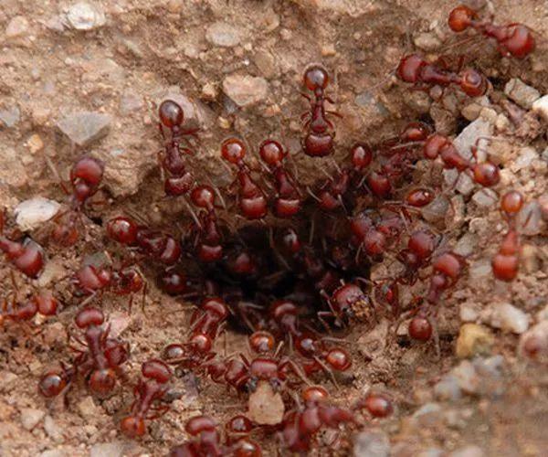 红火蚁有多厉害，来自美洲的外侵物种红火蚁有多危险？