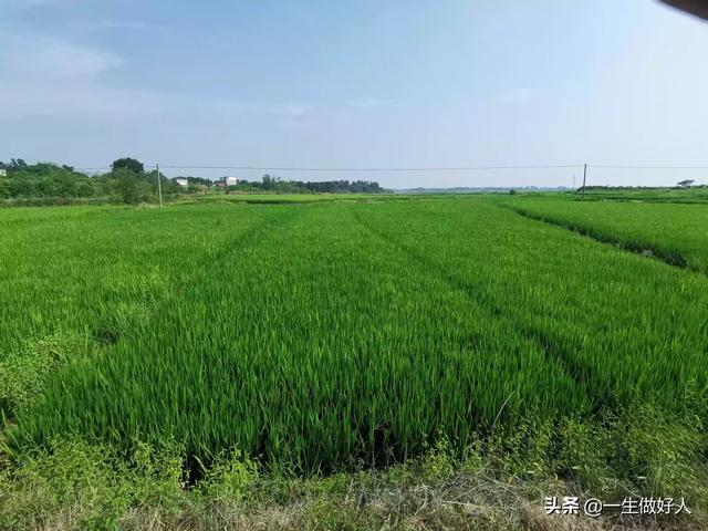 种植水稻补硅方法，腐植土层深厚，种植水稻如何防止贪青倒伏？
