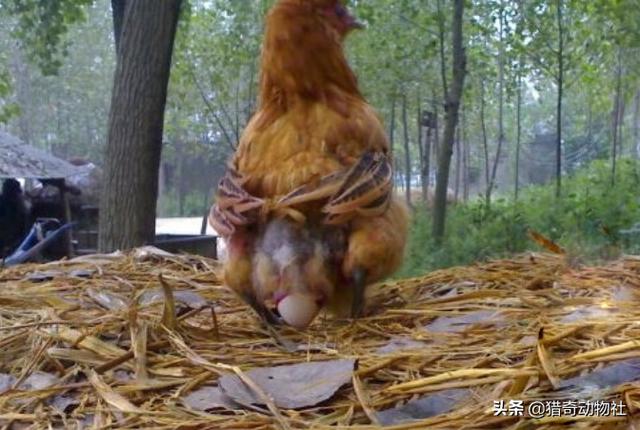 红颊蓝饰雀的蛋:鸟蛋为什么多是一头大一头小的椭球，为什么不是圆球或椭球？