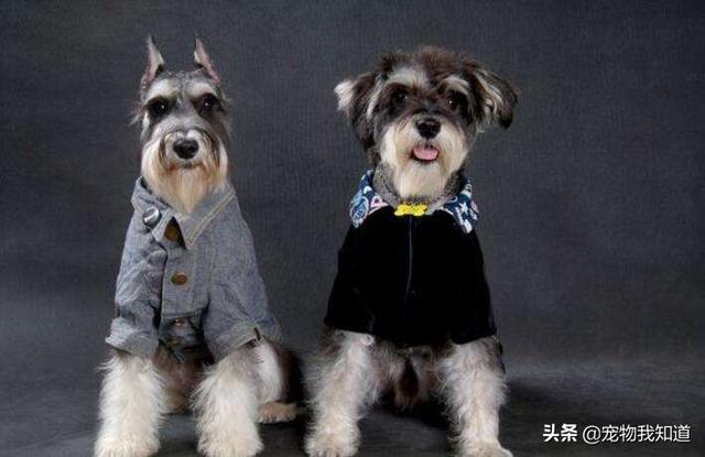 养英国雪达犬是种怎样的体验:你饲养雪纳瑞的过程中有什么辛酸史？