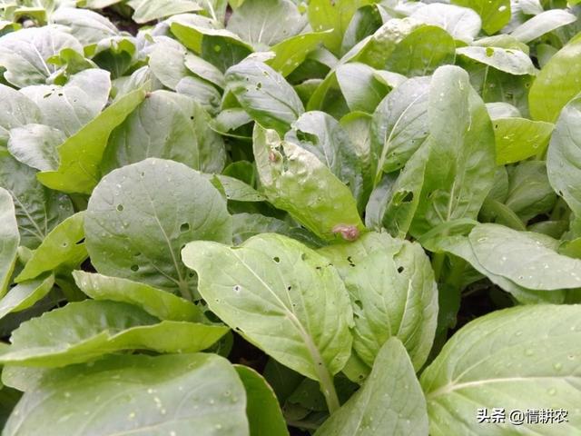 头条问答 种植小白菜 出苗后该如何管理 禅猫的回答 0赞