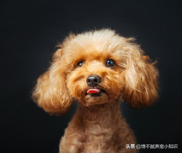 天生无脖牧羊犬遭弃:什么狗狗被抛弃很难活下来？