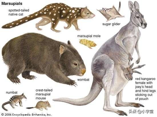动物演化之谜，为什么澳洲生物演化路线，和其他大陆不一样，出现了很多有袋动物