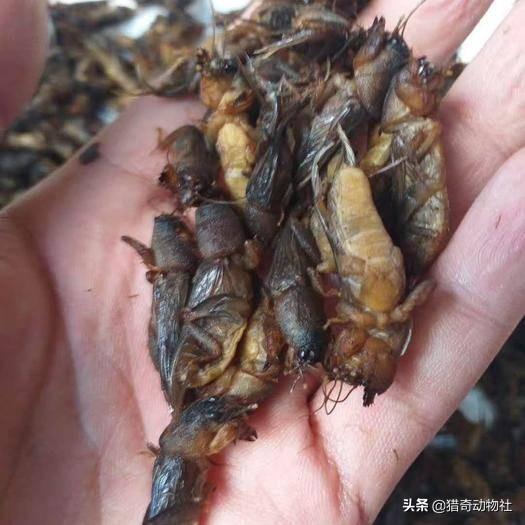 头条问答 - 这种虫子我们这里的农村叫"土狗子",你们那里叫什么?