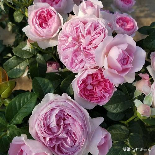 vents月季花品种介绍及图片:什么月季花期长，花型不散？