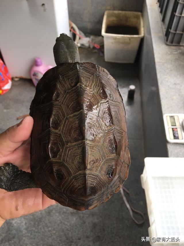 乌龟的种类图解:现在宠物龟养哪个品种，好看，价格不贵？
