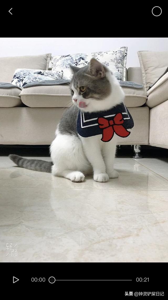 ramical金枪鱼猫粮价格:你家猫粮是多少钱一斤的？