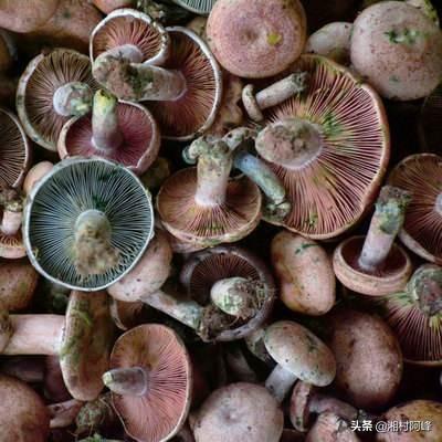 地皮菇可以种植吗，怎样栽培各类优质高产蘑菇