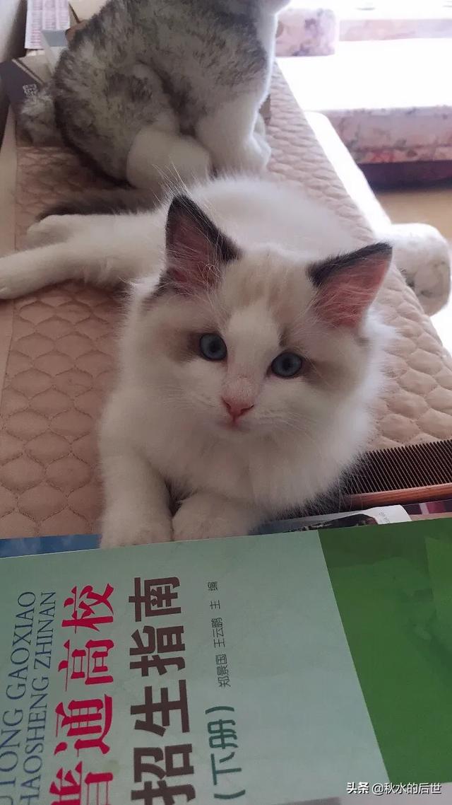 养了一年多的猫咪，家里到处都是毛，还有味道，有点不想养了怎么办？插图27