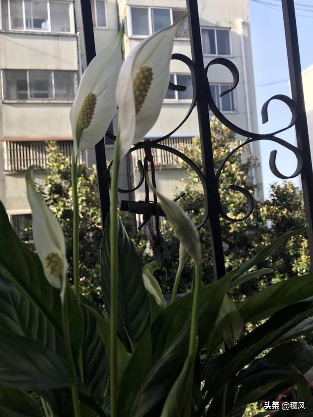 祖母绿的寓意,木佐祖母绿跟普通的祖母绿有什么区别？