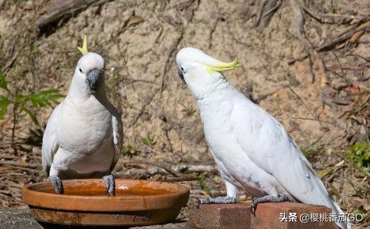 怎样养虎皮鹦鹉比较干净:怎么养鹦鹉才能让它活的更久？