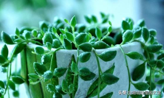 王玉珠帘多肉植物图片:养的多肉好像有点过于茂盛，我该怎么做？