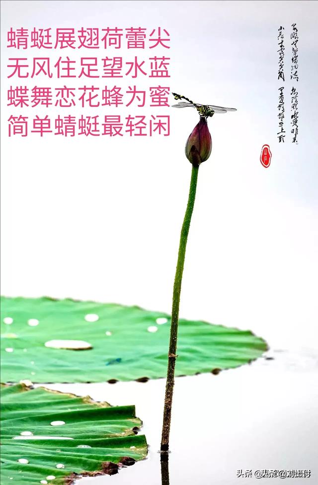 lady呱呱马诺:贾平凹女儿贾浅浅诗歌引争议，其作究竟如何？