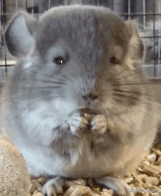 饲料养的宠物龙猫是猫吗:龙猫宠物科普 猫和龙猫一起养，龙猫会被吃掉嘛？