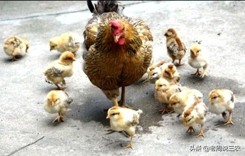 养鸡兽医专家在线咨询:为什么感觉农村养鸡时，鸡很容易生病，有哪些防治方法吗？