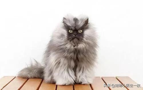 鞍山喜马拉雅种猫:喜马拉雅猫掉毛严重怎么办？