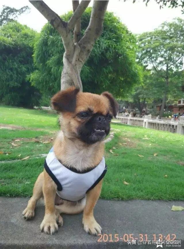 狗狗训练手册:刚买回家的狗需要哪些训练？