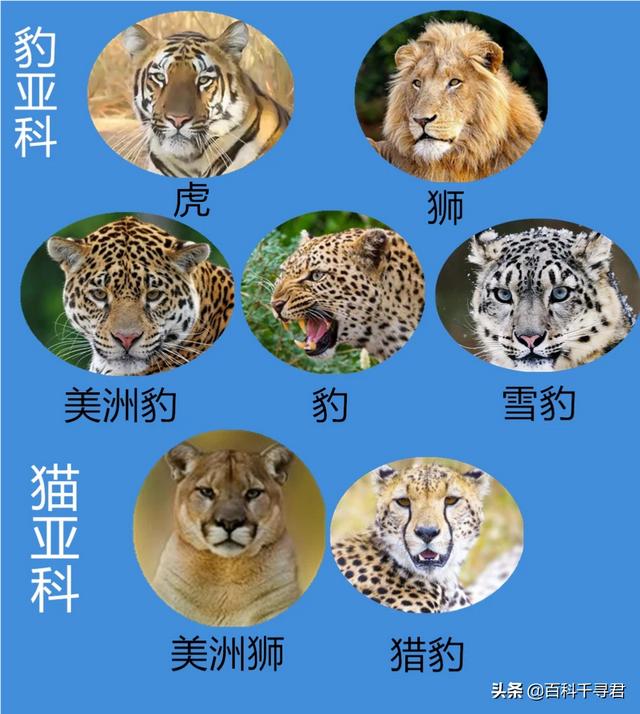 世界最大的猫科动物:猫科动物中战力最强的是谁？ 世界最大的猫科动物是谁