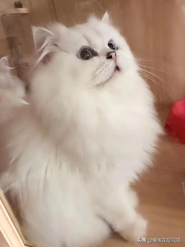 小花猫喵喵叫:小花猫喵喵叫是什么歌 小猫咪到新家一直叫该怎么处理？