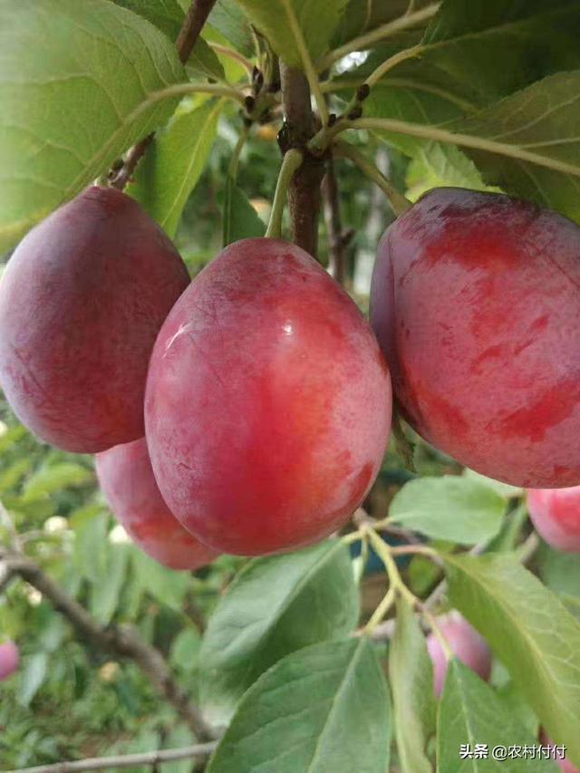 头条问答 - 味帝李子树怎样施肥?(7个回答)