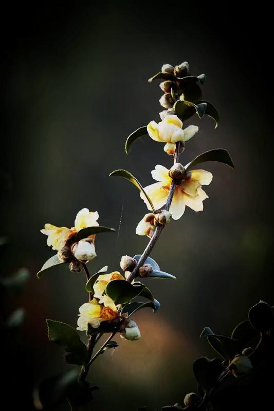 高反差,高对比的摄影作品是怎样拍摄出来的?请举例说明?-生活百科