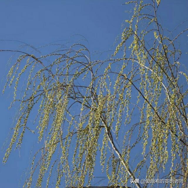 龙抬头是什么意思:今天