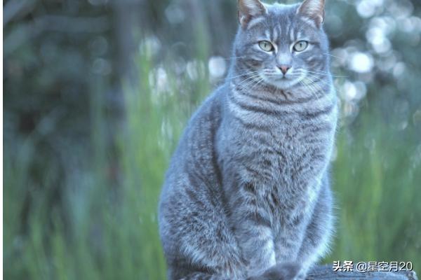 猫咪绝育:猫绝育前和绝育后的注意事项？