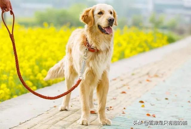 中大型犬类:有哪些适合家养的中型狗狗？