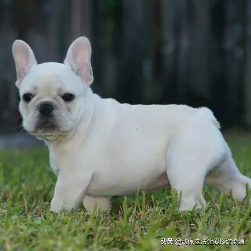 斗牛犬图片:斗牛犬图片黑色 法国斗牛犬又萌又可爱，但是有什么缺点呢？