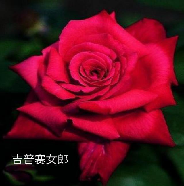 优秀月季花品种介绍百度网:名贵月季十大品种是哪些品种？