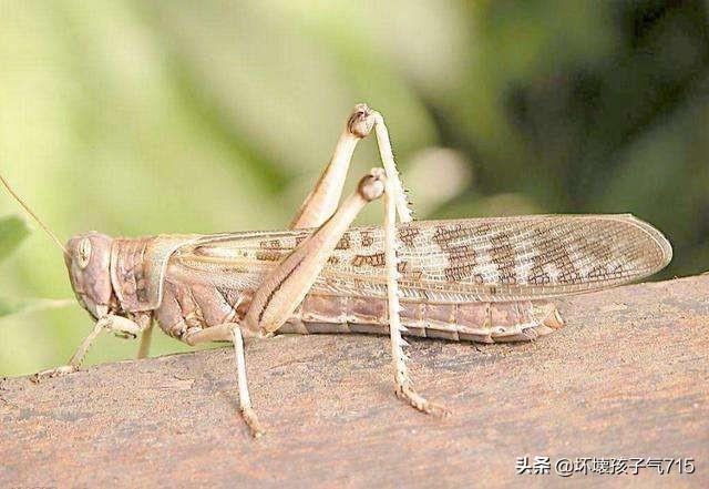 头条问答 - 刚才看了一个报道说,印度的非洲蝗虫突然就消失了,是真的