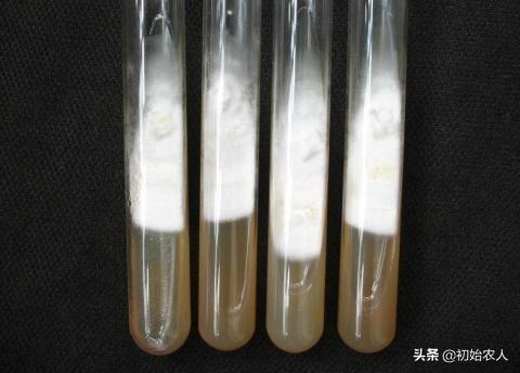 种蘑菇的菌种怎么自繁？