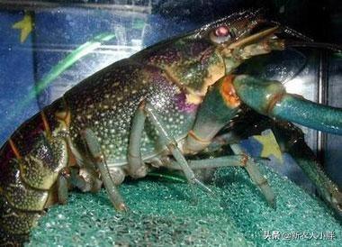 淡水虾养殖的创业故事:养殖澳洲淡水龙虾的前景如何？