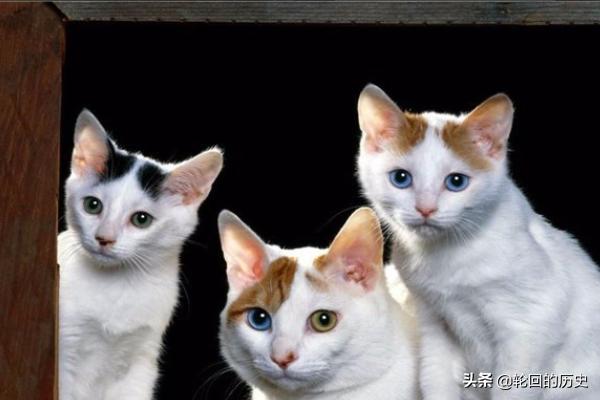 闷猫:养不熟的猫还要继续养下去吗？