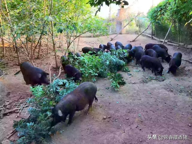 养猪疾病百科:保育猪饲养管理中需要注意哪些疾病？如何预防？
