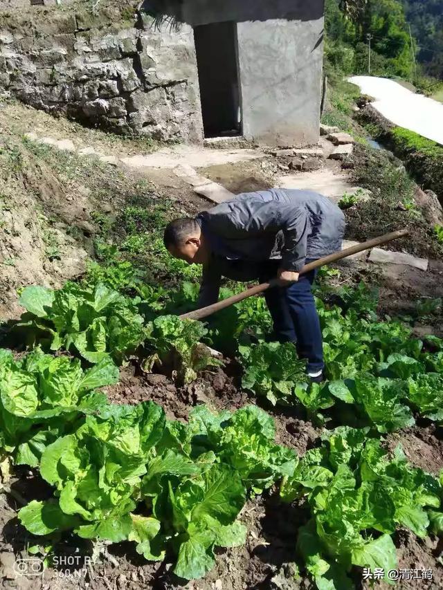 十字花科蔬菜软腐病:十字花科蔬菜软腐病的防治措施包括 种菜不到收成的日子烂了怎么办？