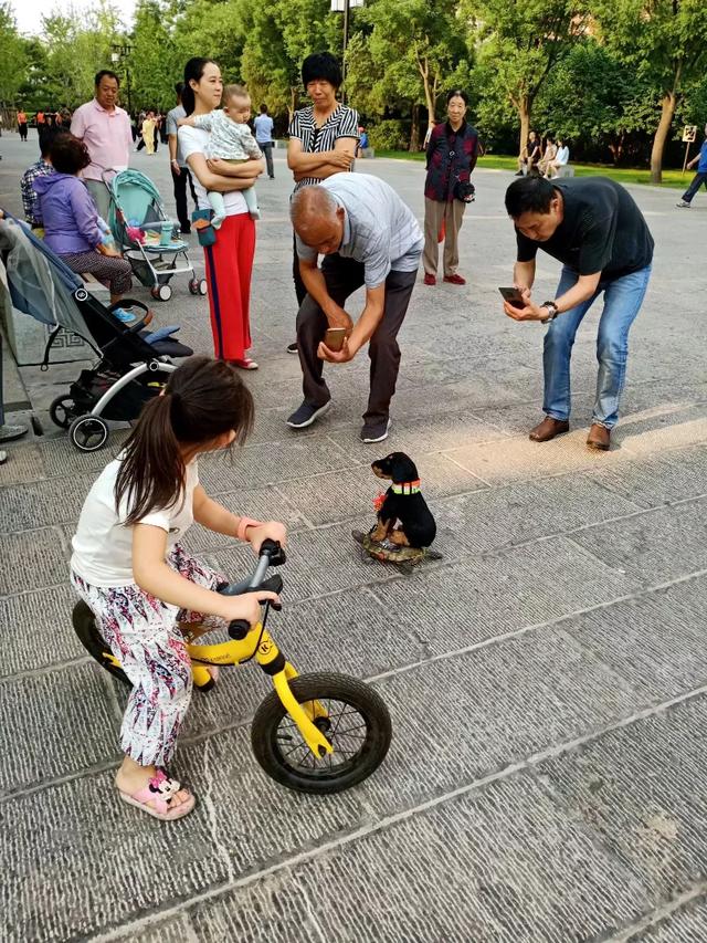 银合欢:银合欢树有毒 请问你所在城市的最大晨练公园在哪？怎么样？