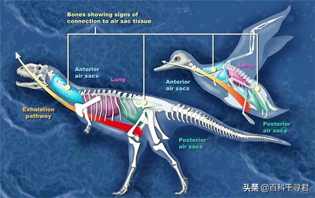 恐龙是哺乳类动物:哺乳动物体型变大会被重力压垮，那么恐龙为什么没被重力压垮呢？