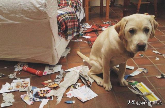 狗狗向前冲:有没有好的英语启蒙的方法或者教材？ 狗狗向前冲 东方卫视