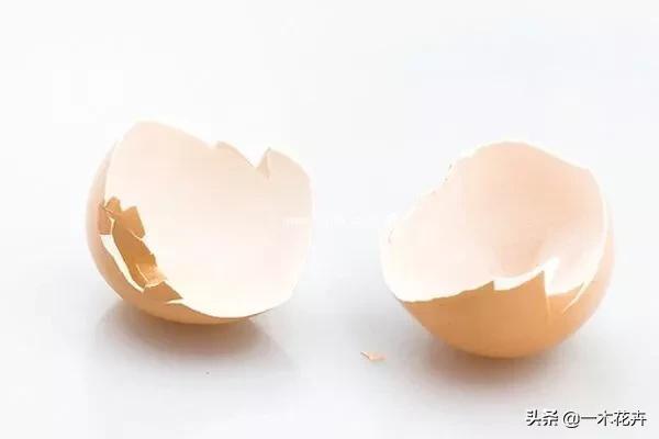 吊兰为什么要放鸡蛋壳，鸡蛋壳粉末后可以喂绿萝虎尾兰和吊兰吗