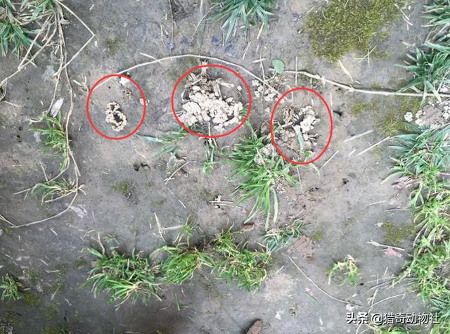 蛐蛐图片:蚯蚓这样没有防卫能力的动物为什么没有被其他动物捕食灭绝？