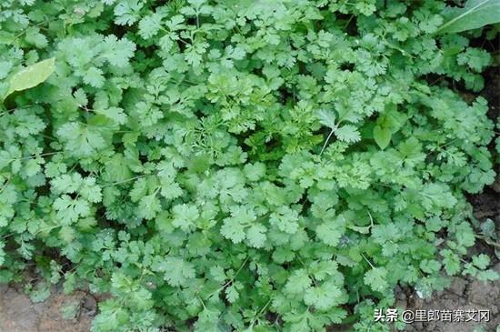 除了蒜苗还有什么菜生长不需要阳光？