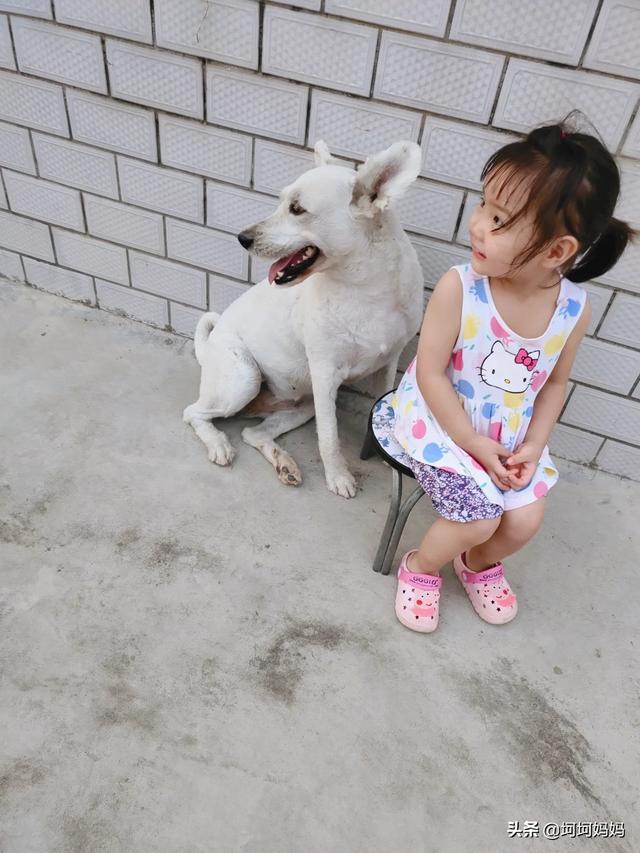 如何与宠物安全相处:宠物与宝宝该怎么去相处？ 如何与宠物相处安全教案