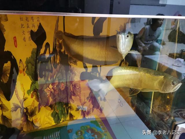 斑马鱼和金鱼哪个好养？有什么需要注意的吗？