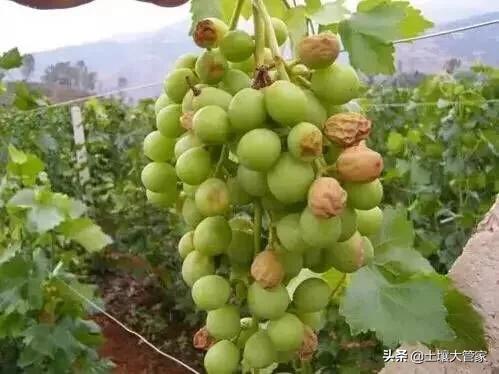红乳葡萄叶子:红提葡萄叶子发黄怎么治疗？