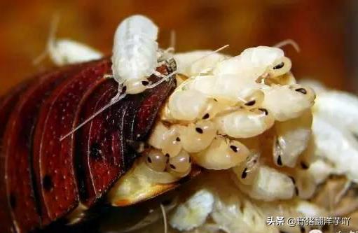 蟑螂卵长什么样，为什么蟑螂死后而它的卵还不会死？