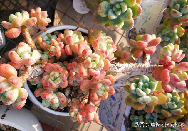 罗琦老公:多肉劳尔和罗琦有什么区别？